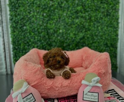 Mini and Toy Poodle
