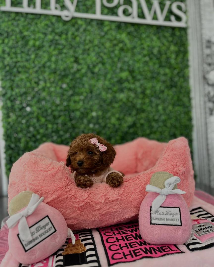 Daisy- Female Red Toy Poodle - Image 2