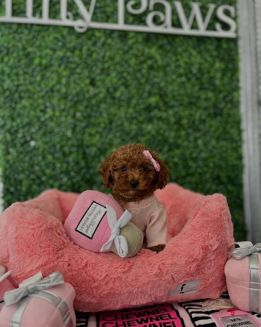 Daisy- Female Red Toy Poodle - Image 3