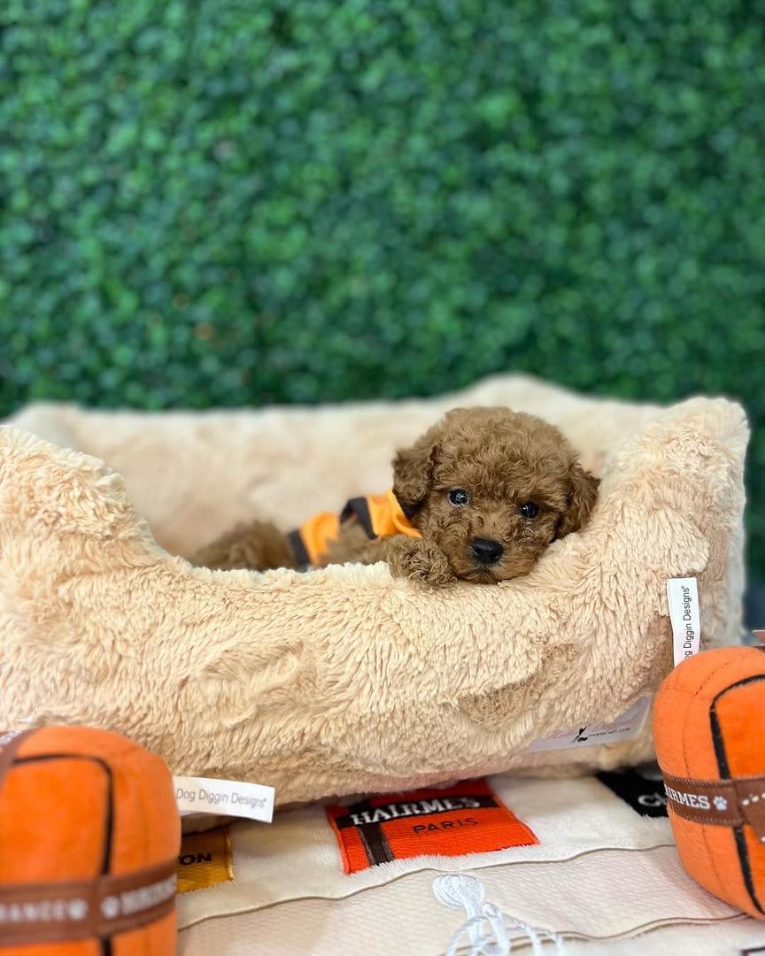 Molly- Female Red Toy Poodle - Image 4