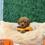 Standard Poodles for Sale