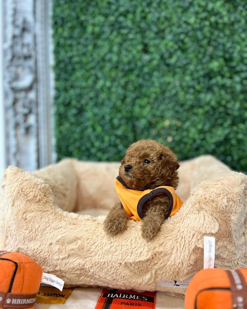 Molly- Female Red Toy Poodle - Image 3