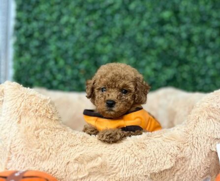 Standard Poodles for Sale