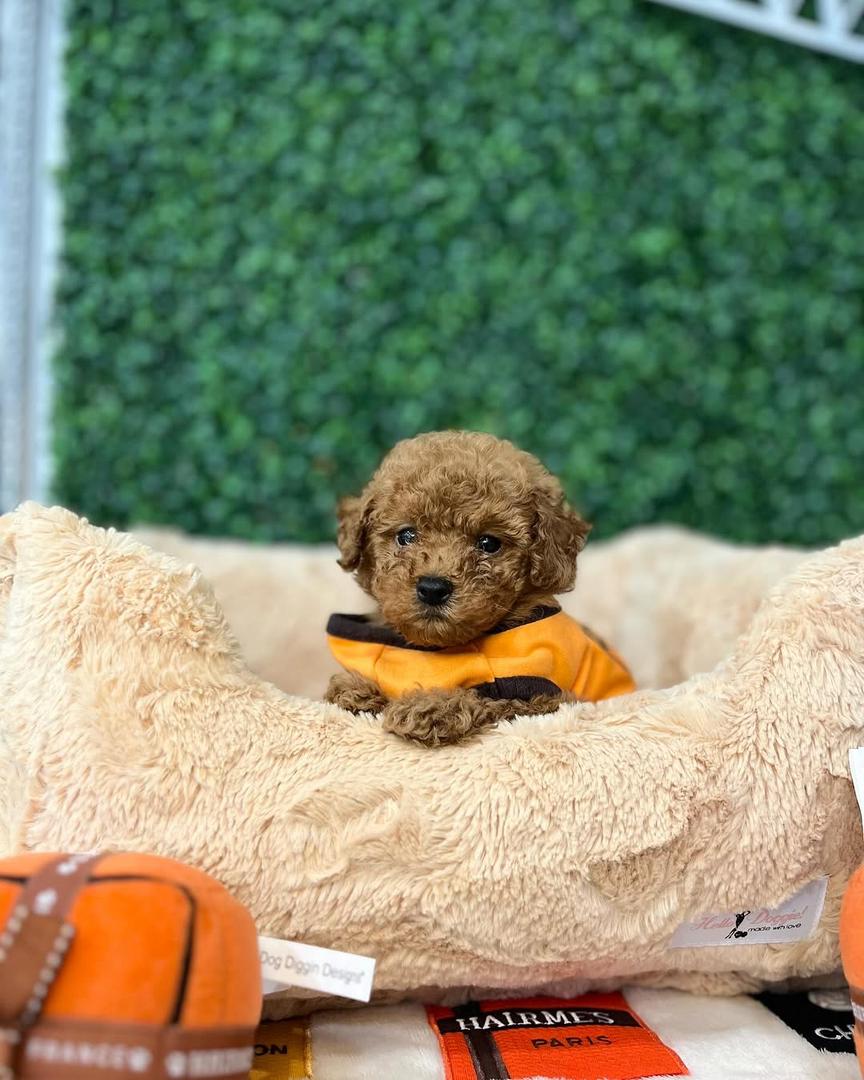 Molly- Female Red Toy Poodle
