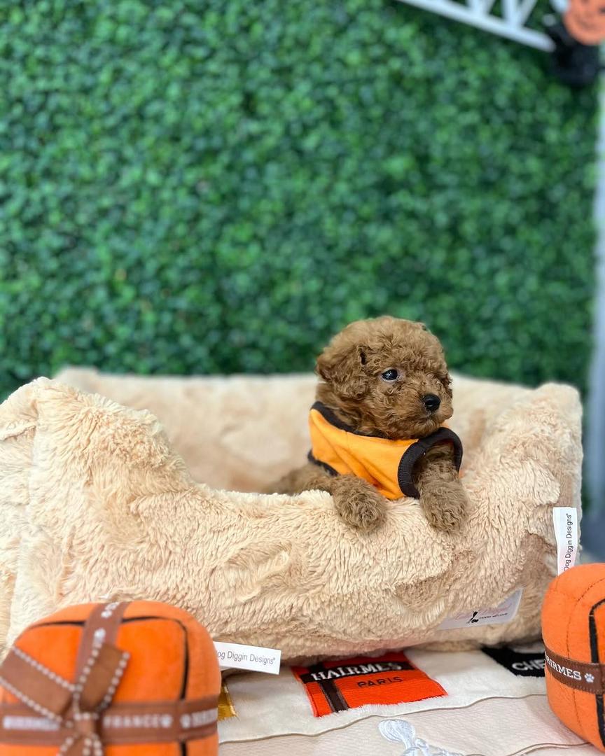 Molly- Female Red Toy Poodle - Image 2