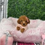 Toy Poodles for Sale Near Me