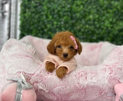Toy Poodles for Sale Near Me