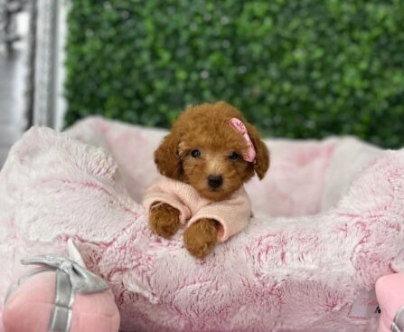 Toy Poodles for Sale Near Me