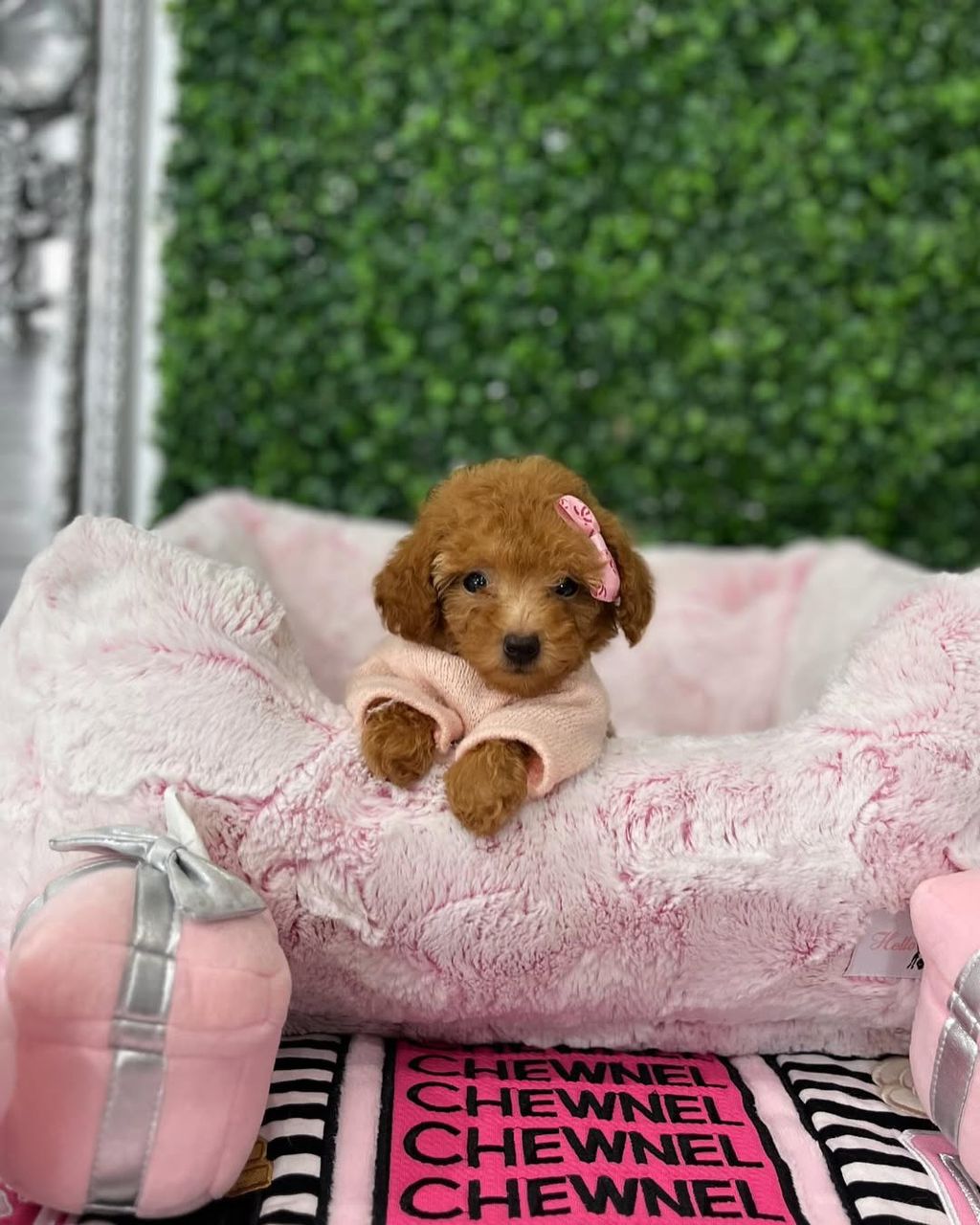 Chloe- Female Red Toy Poodle