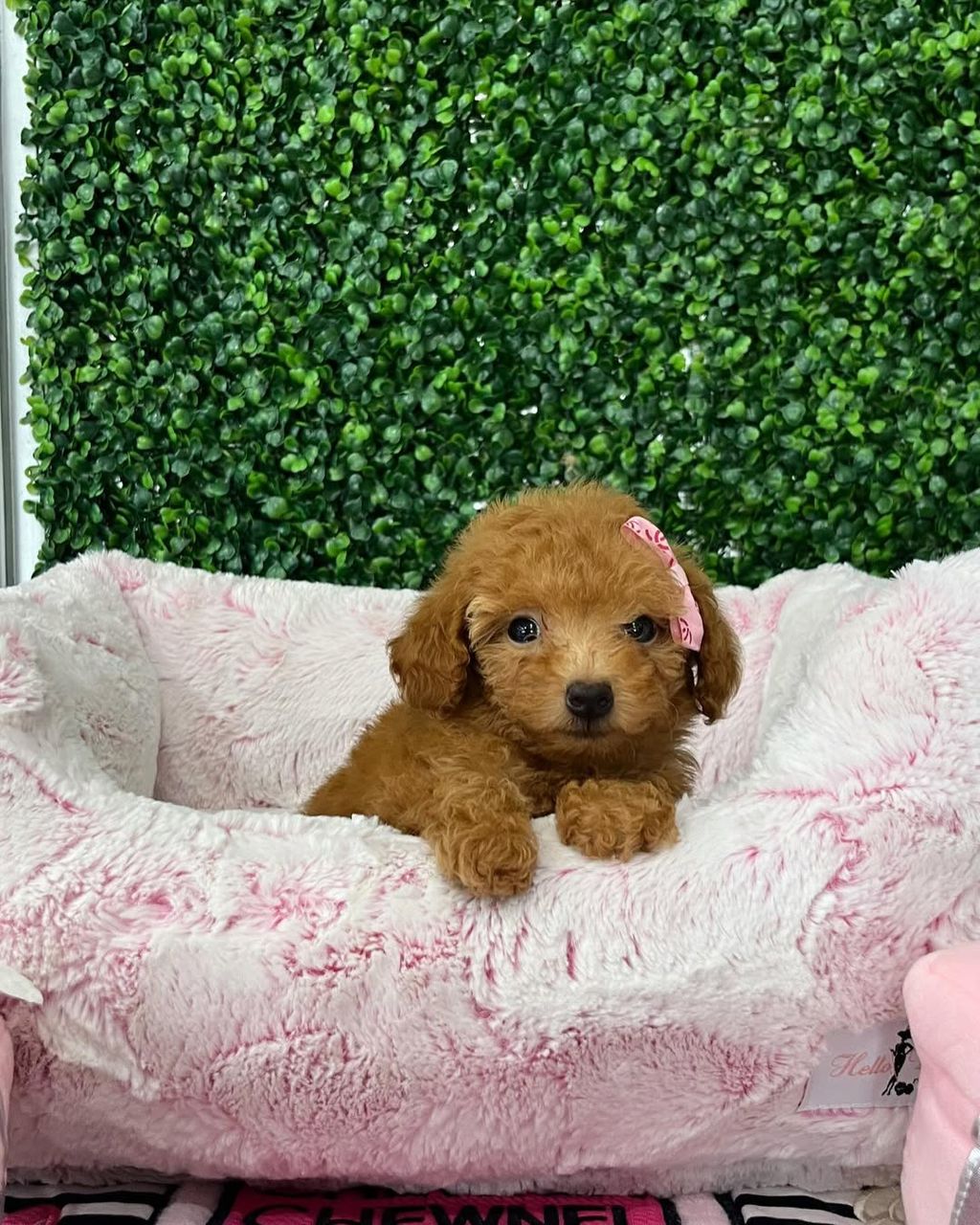 Chloe- Female Red Toy Poodle - Image 4