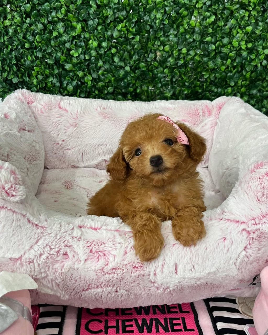 Chloe- Female Red Toy Poodle - Image 3