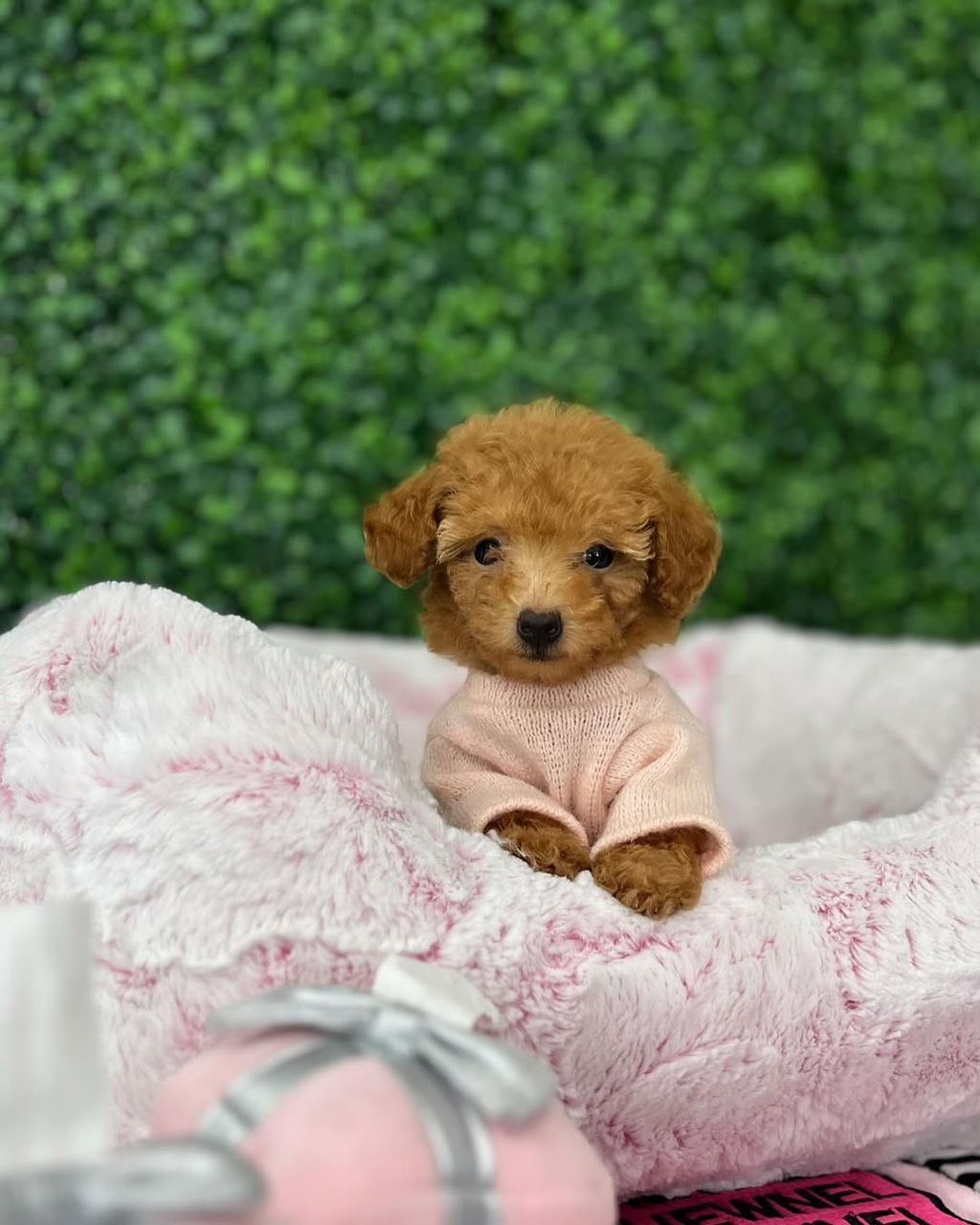 Chloe- Female Red Toy Poodle - Image 2