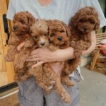 Teacup Poodles