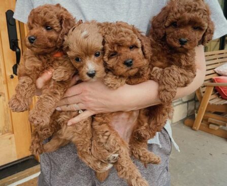 Teacup Poodles