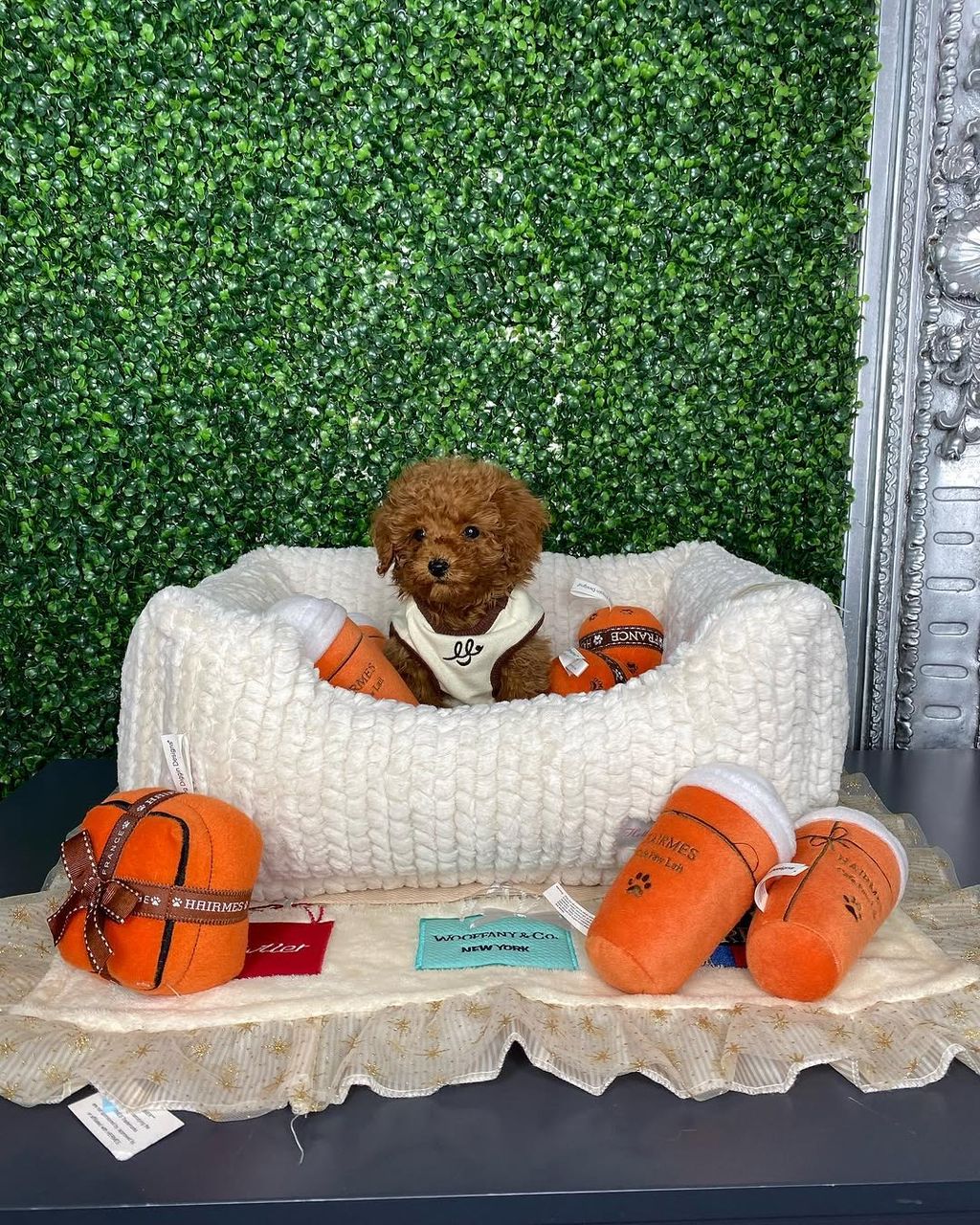 Mia- Female Red Toy Poodle - Image 3