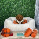 Teacup Dog Breeds