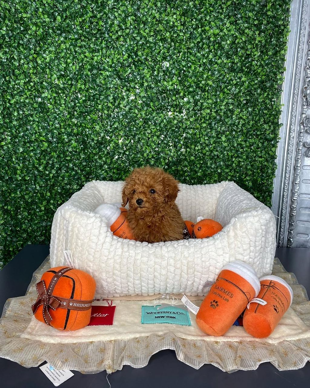 Mia- Female Red Toy Poodle - Image 2
