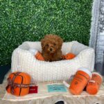 all teacup puppy breeds