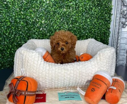 all teacup puppy breeds