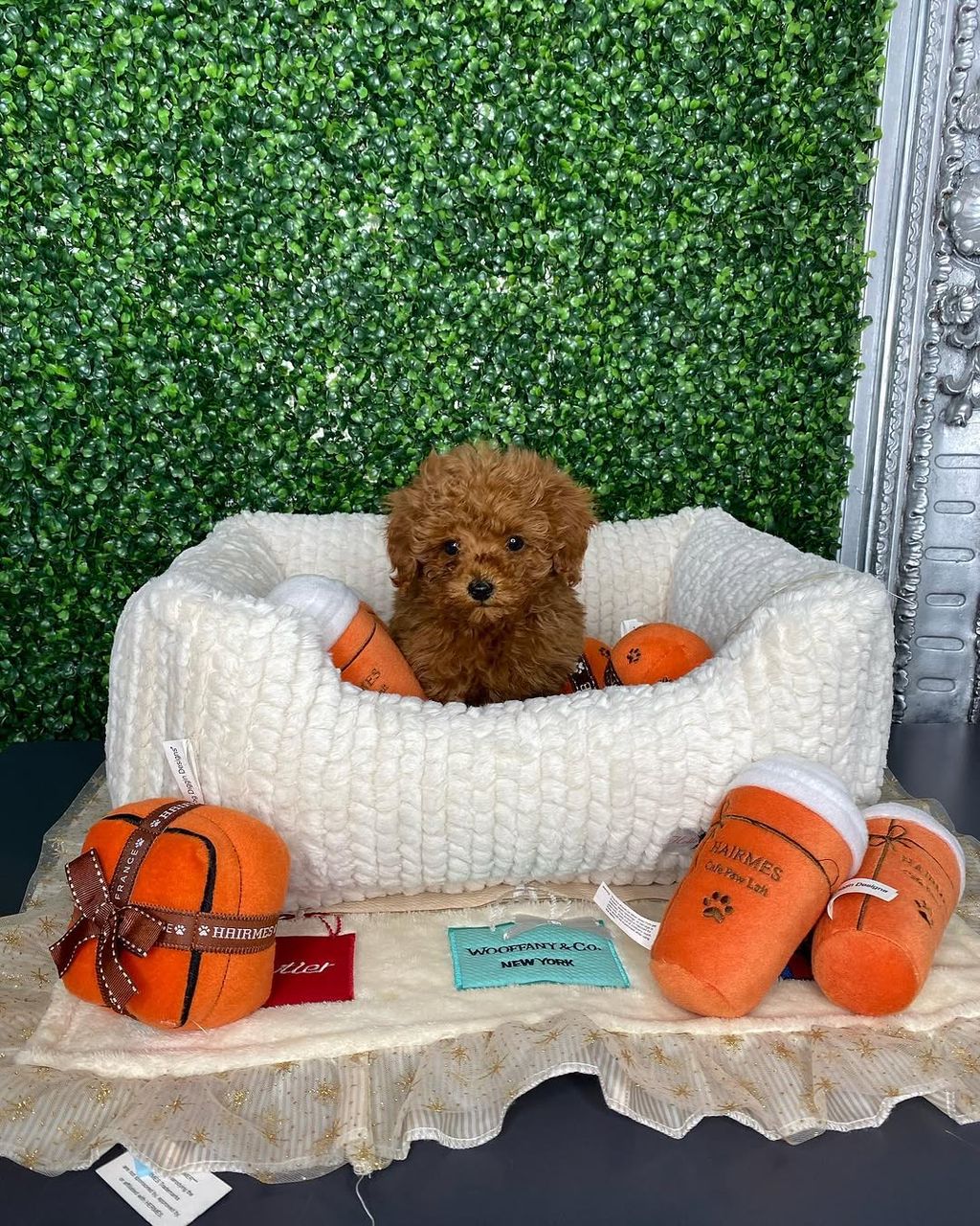 Mia- Female Red Toy Poodle - Image 6
