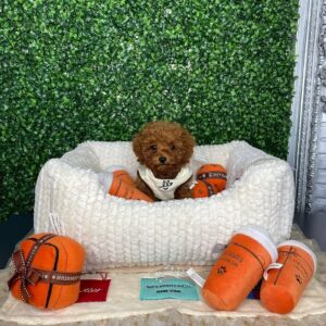Mia- Female Red Toy Poodle