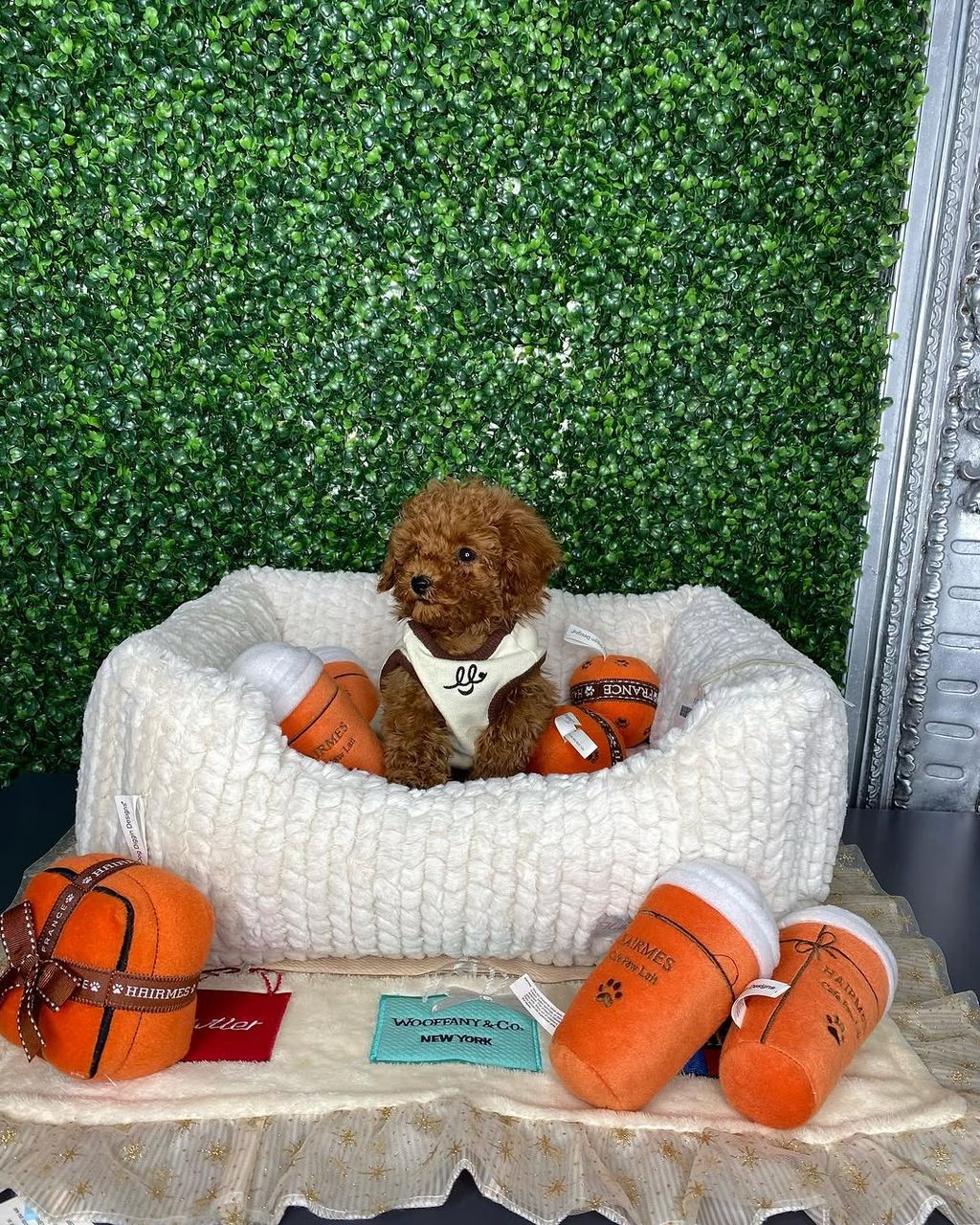 Mia- Female Red Toy Poodle - Image 5