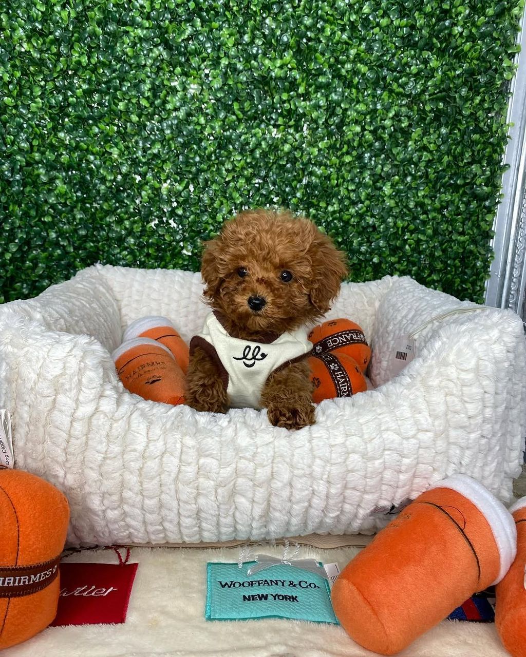 Mia- Female Red Toy Poodle - Image 4