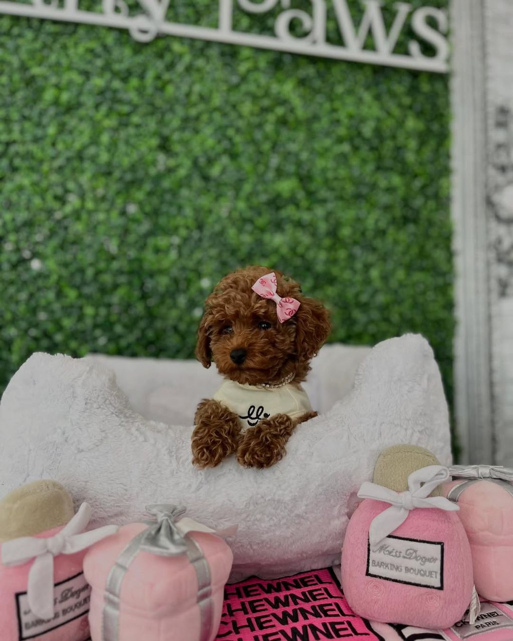 Bella- Female Red Toy Poodle - Image 4