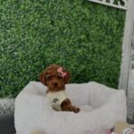 tea cup poodle