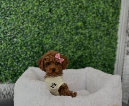 tea cup poodle