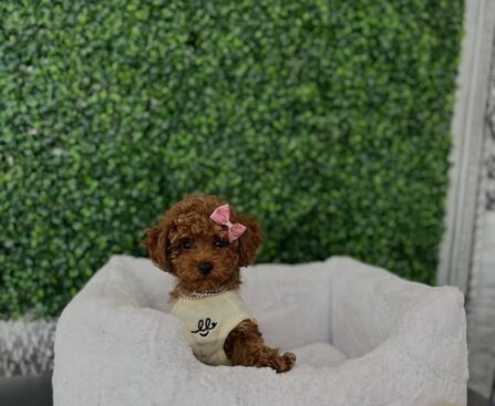 tea cup poodle