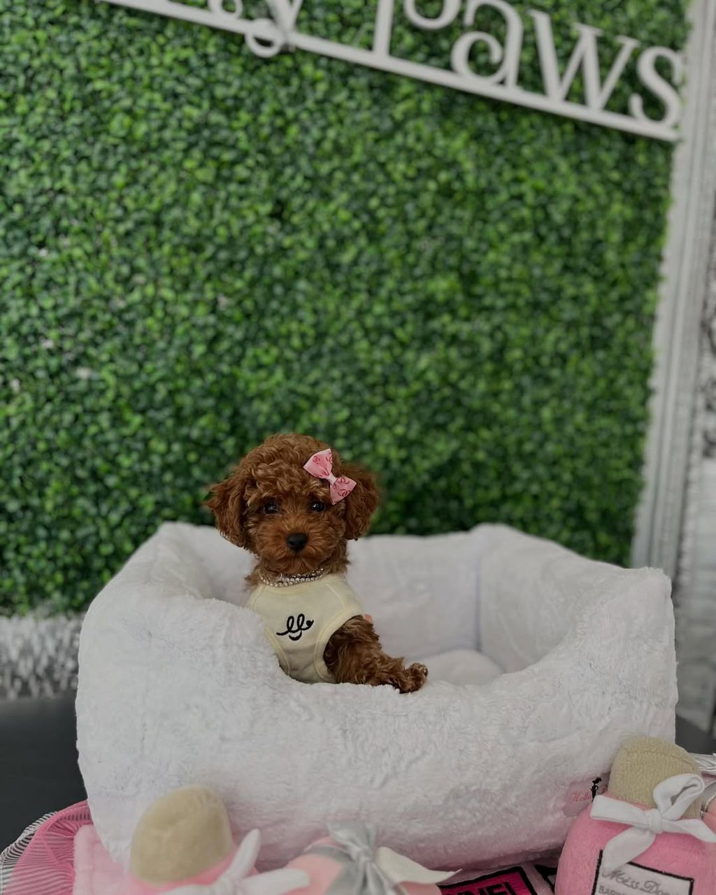 Bella- Female Red Toy Poodle - Image 3