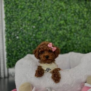 Bella- Female Red Toy Poodle