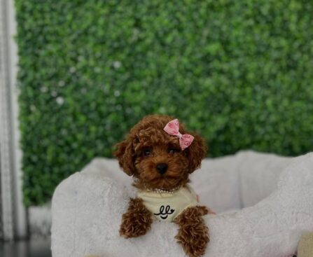 Tea Cups Dogs for Sale