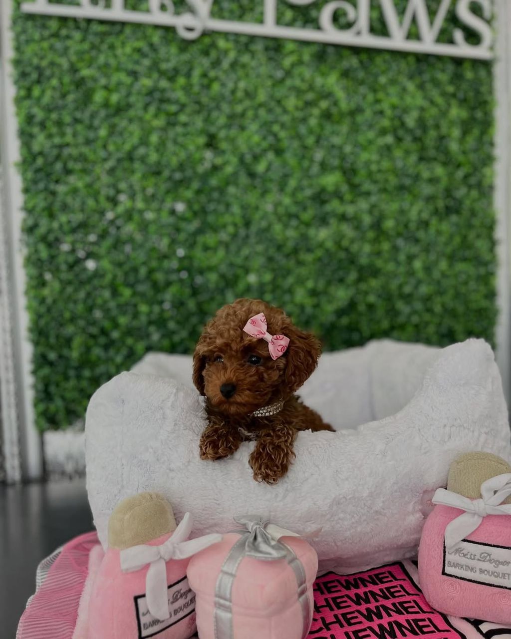 Bella- Female Red Toy Poodle - Image 2