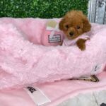Teacup yorkie terrier puppies