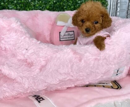 Teacup yorkie terrier puppies