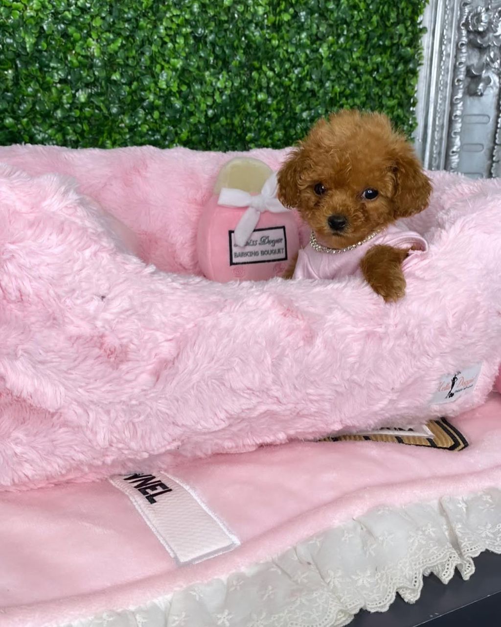 Murphy- Male Toy Poodle - Image 4