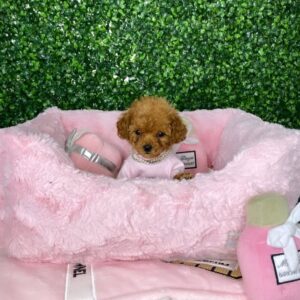 Murphy- Male Toy Poodle