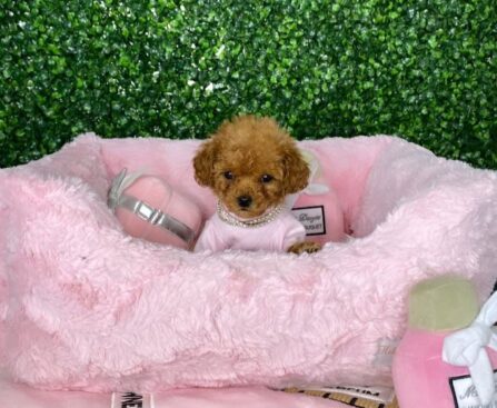 Small Dog Carrier