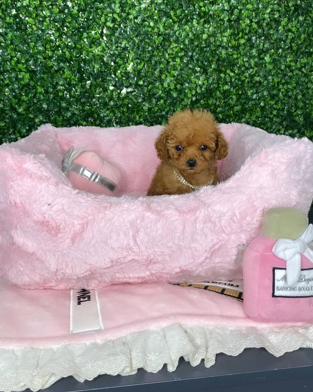 Murphy- Male Toy Poodle - Image 2