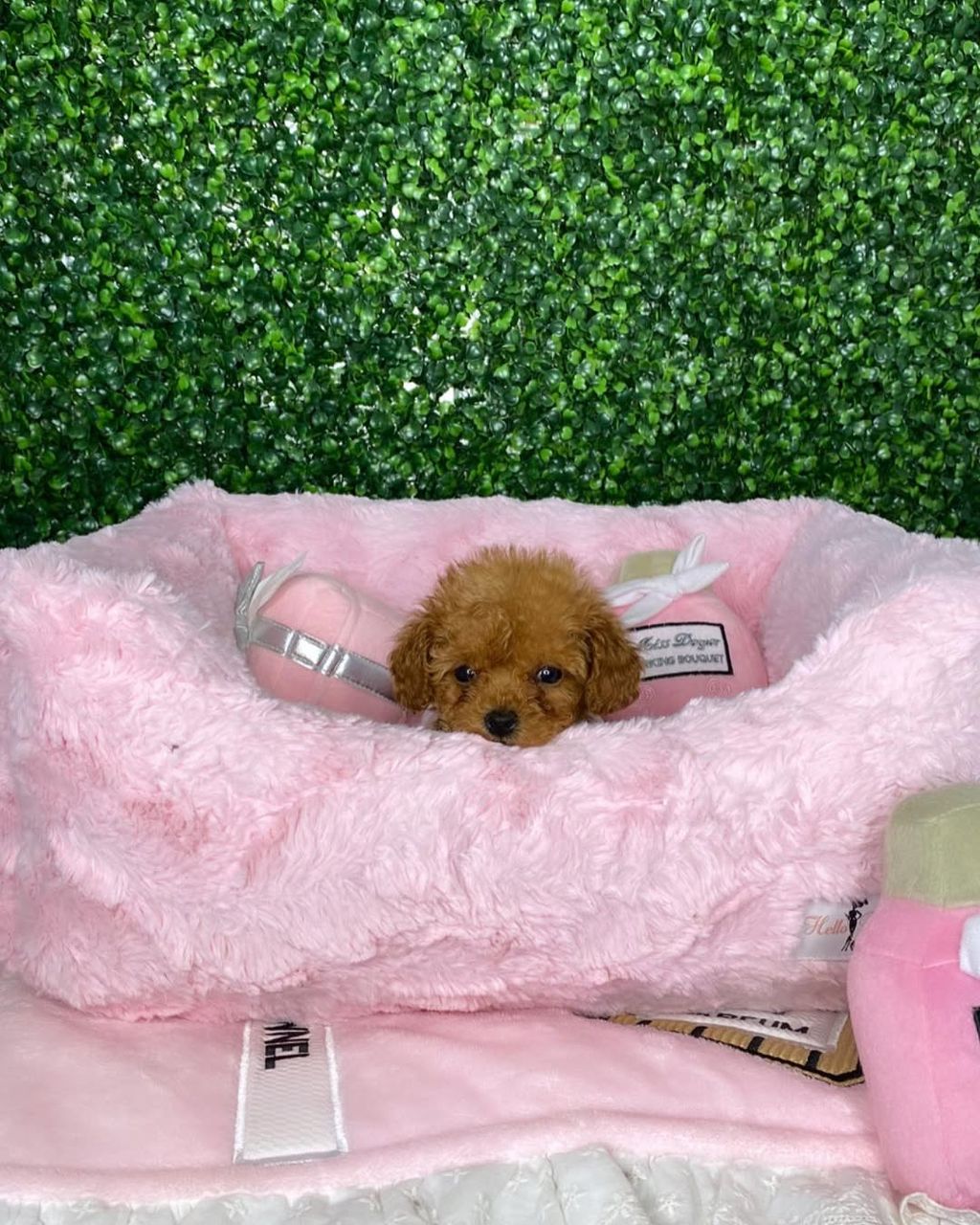 Murphy- Male Toy Poodle - Image 3