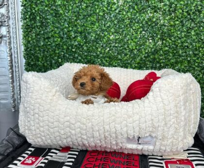 Are Poodles Hypoallergenic