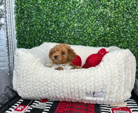 Are Poodles Hypoallergenic