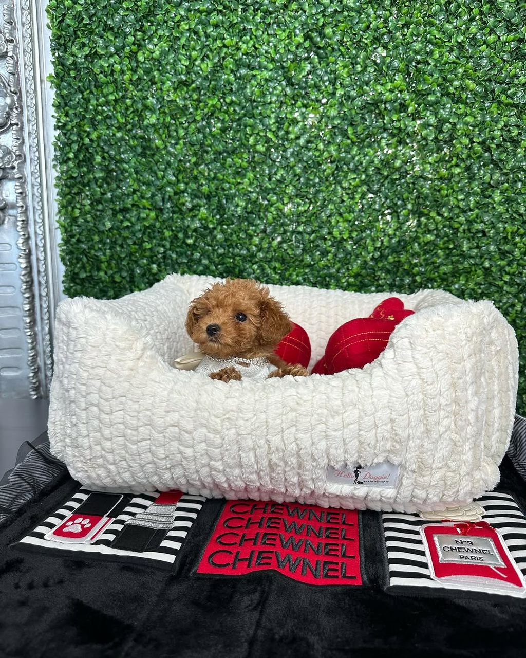 Oliver- Male Red Toy Poodle - Image 7