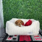 Toy Poodle Cost