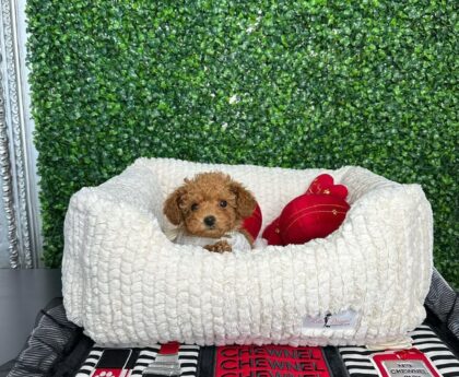 Toy Poodle Cost