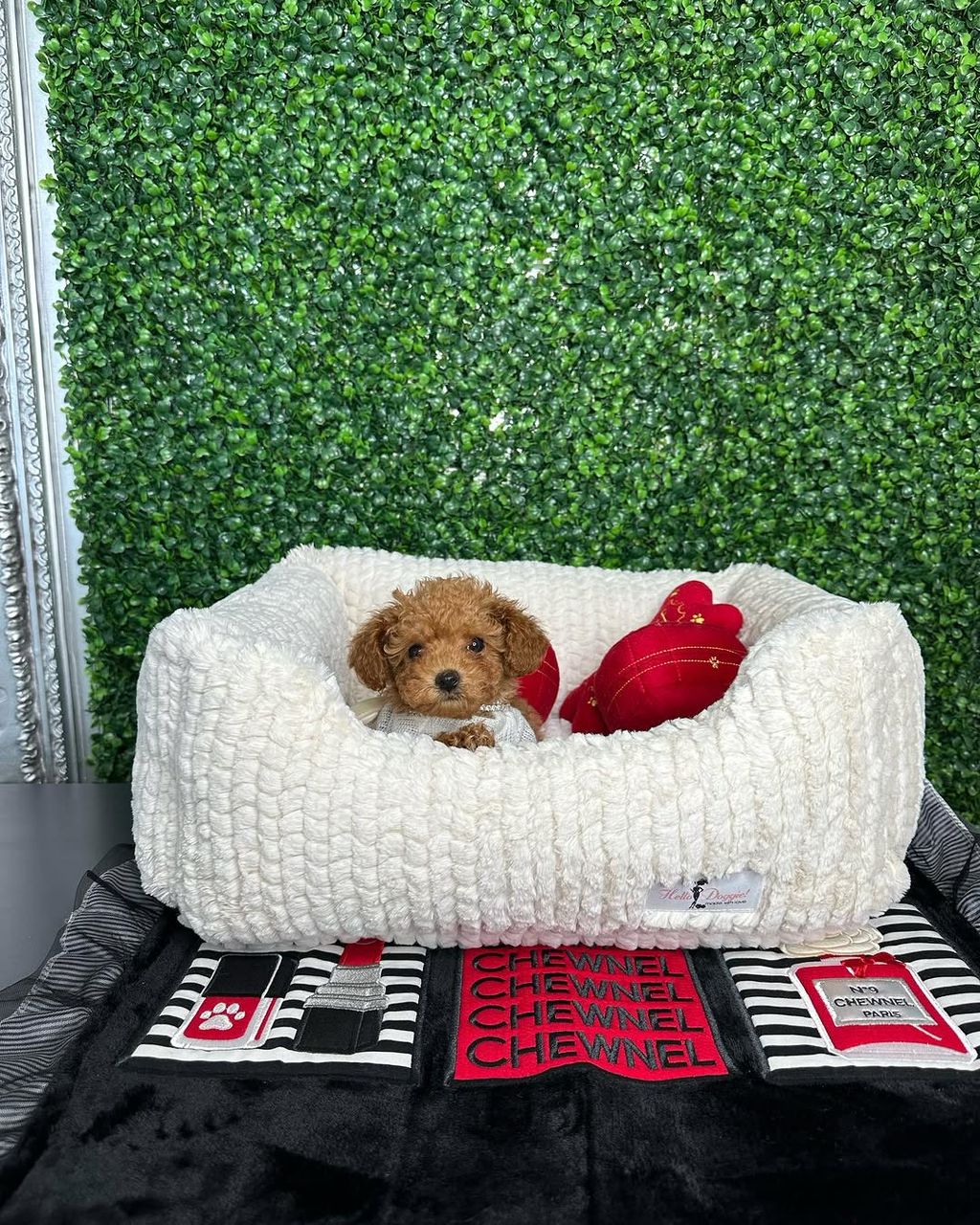 Oliver- Male Red Toy Poodle - Image 6