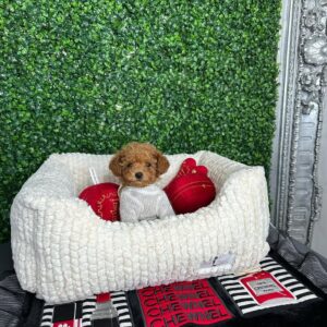 Oliver- Male Red Toy Poodle