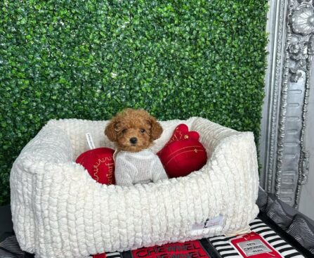 Tea Cups Puppies